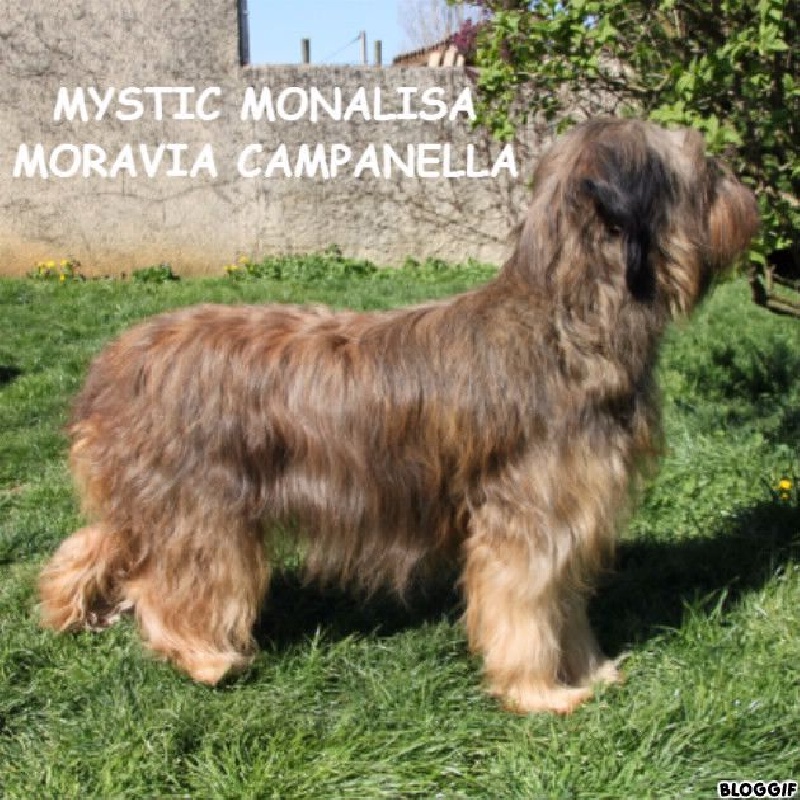 Mystic monalisa moravia campanella