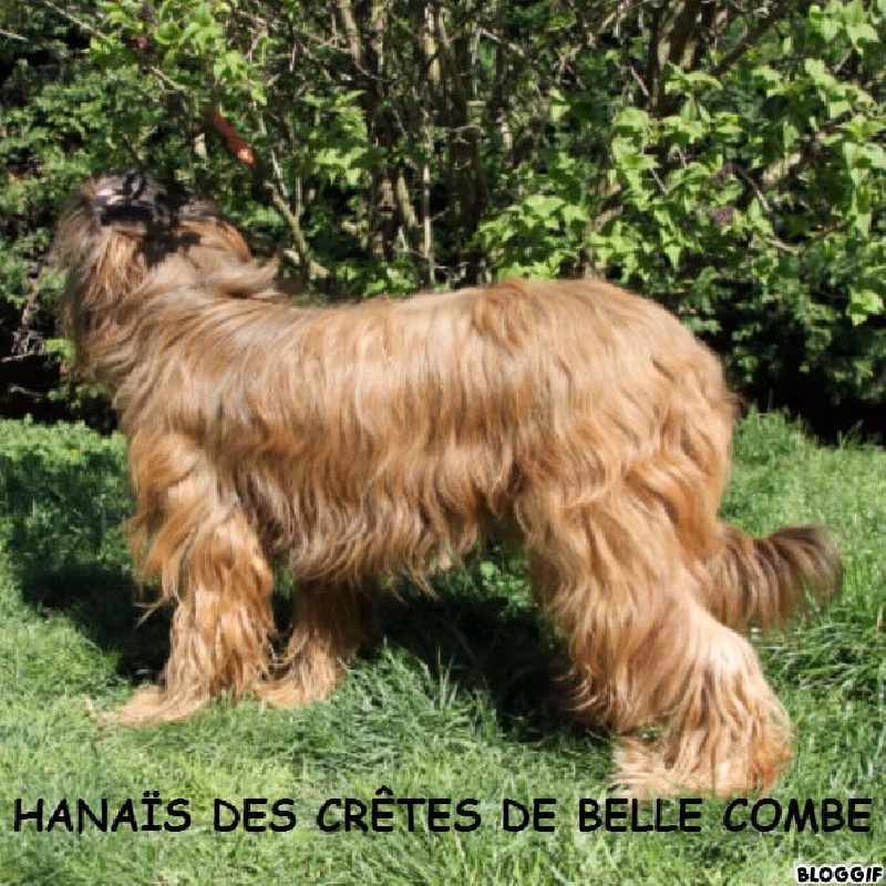 Hanaïs des Crêtes de Belle Combe