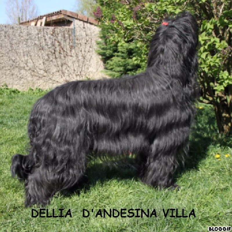 Dellia d'Andesina Villa