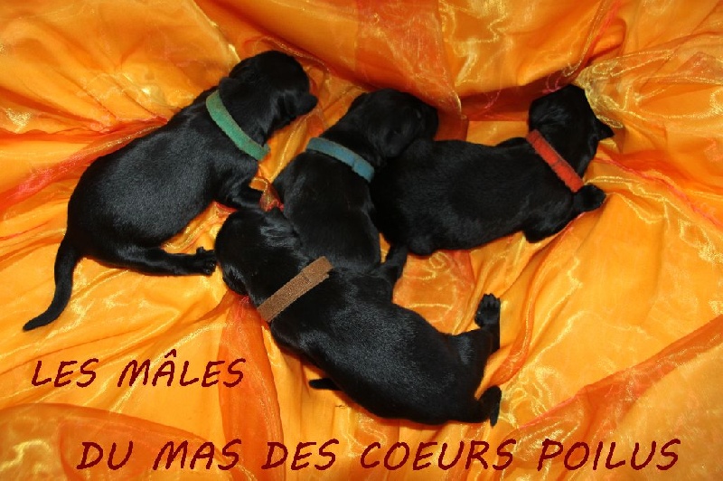 Du Mas Des Coeurs Poilus - Berger de Brie - Portée née le 06/06/2015