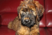 Junior